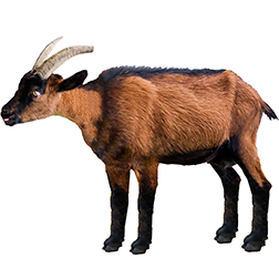 Pinzgauer Goat